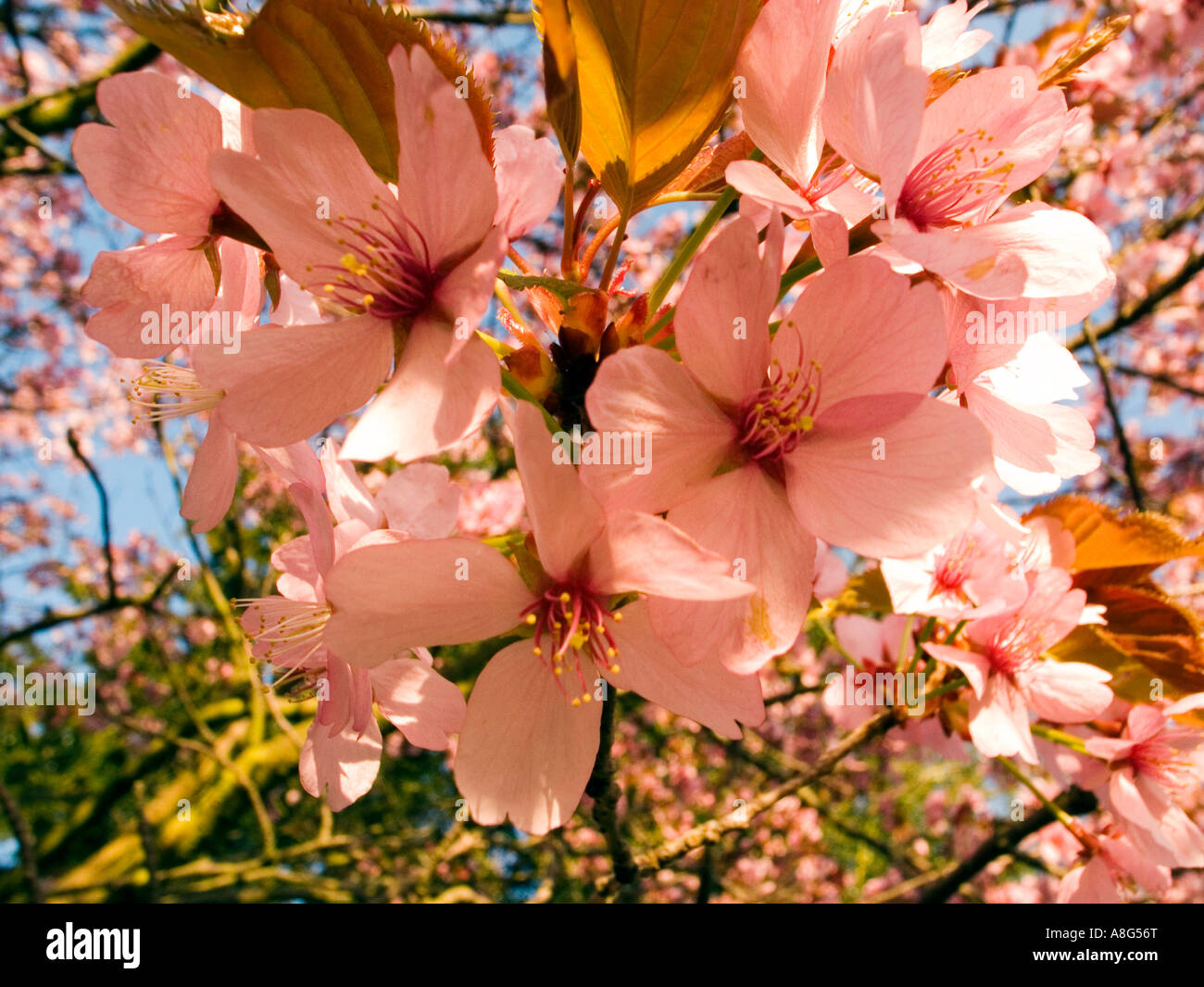 Fioritura melo-Malus domestica,Aprile,Surrey, Inghilterra Foto Stock