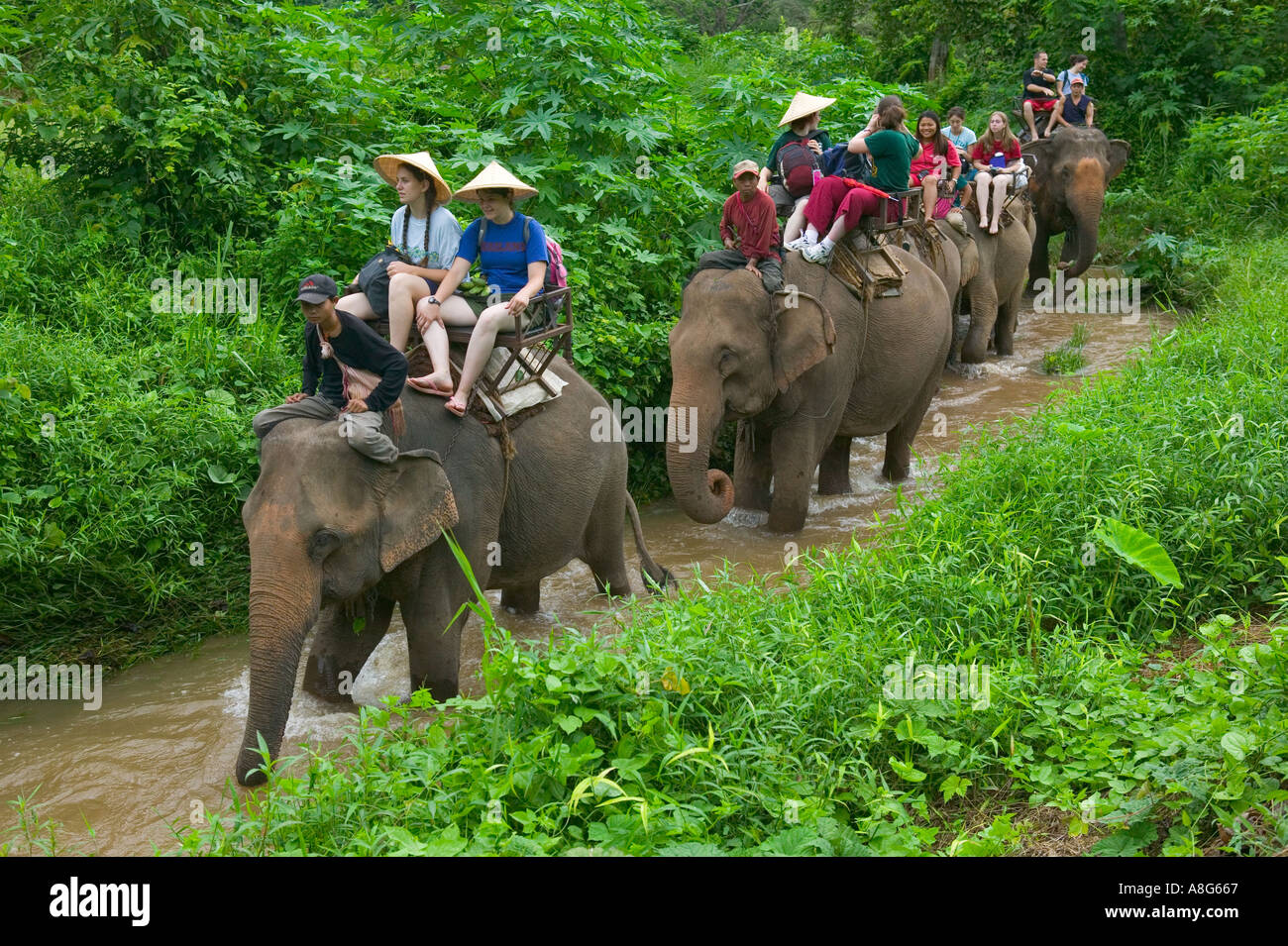 I turisti su elefanti in Thailandia Foto Stock