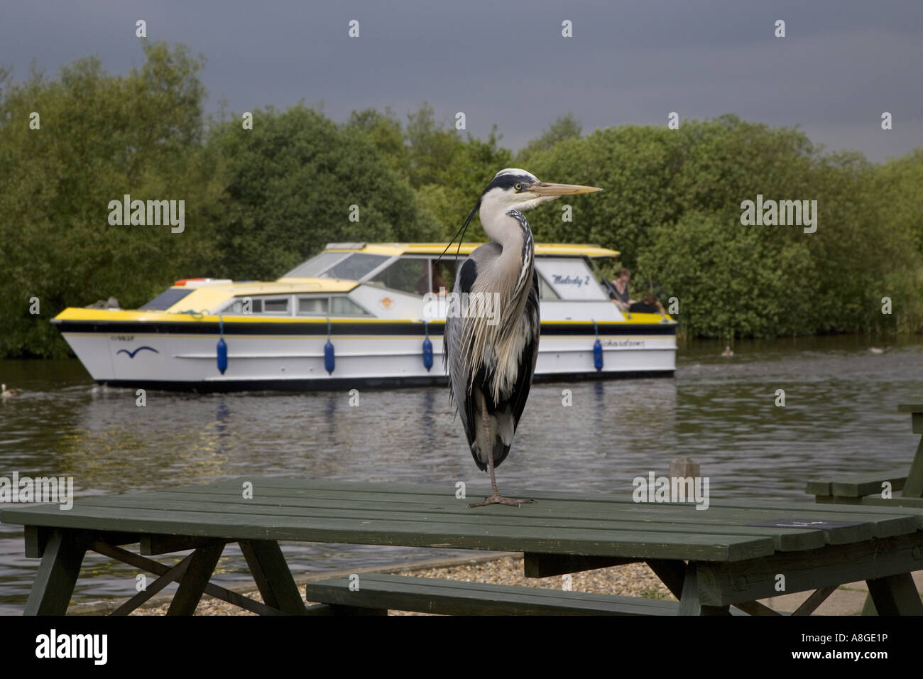 Grey Heron Ardea cinerea in pub Garden sul Norfolk Broads Foto Stock