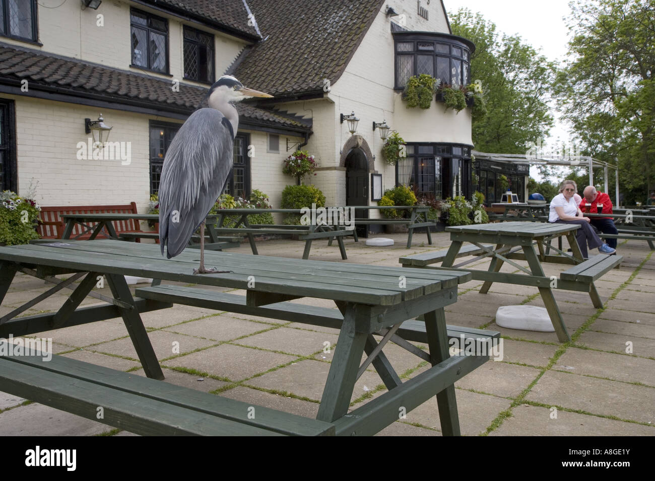 Airone cenerino Ardea cinerea Foto Stock