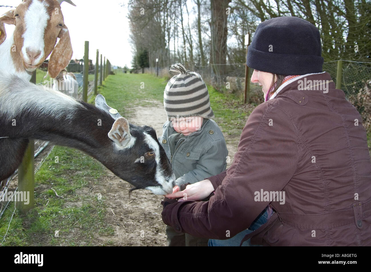 Madre e figlio capre di alimentazione mentre una capra guarda Foto Stock