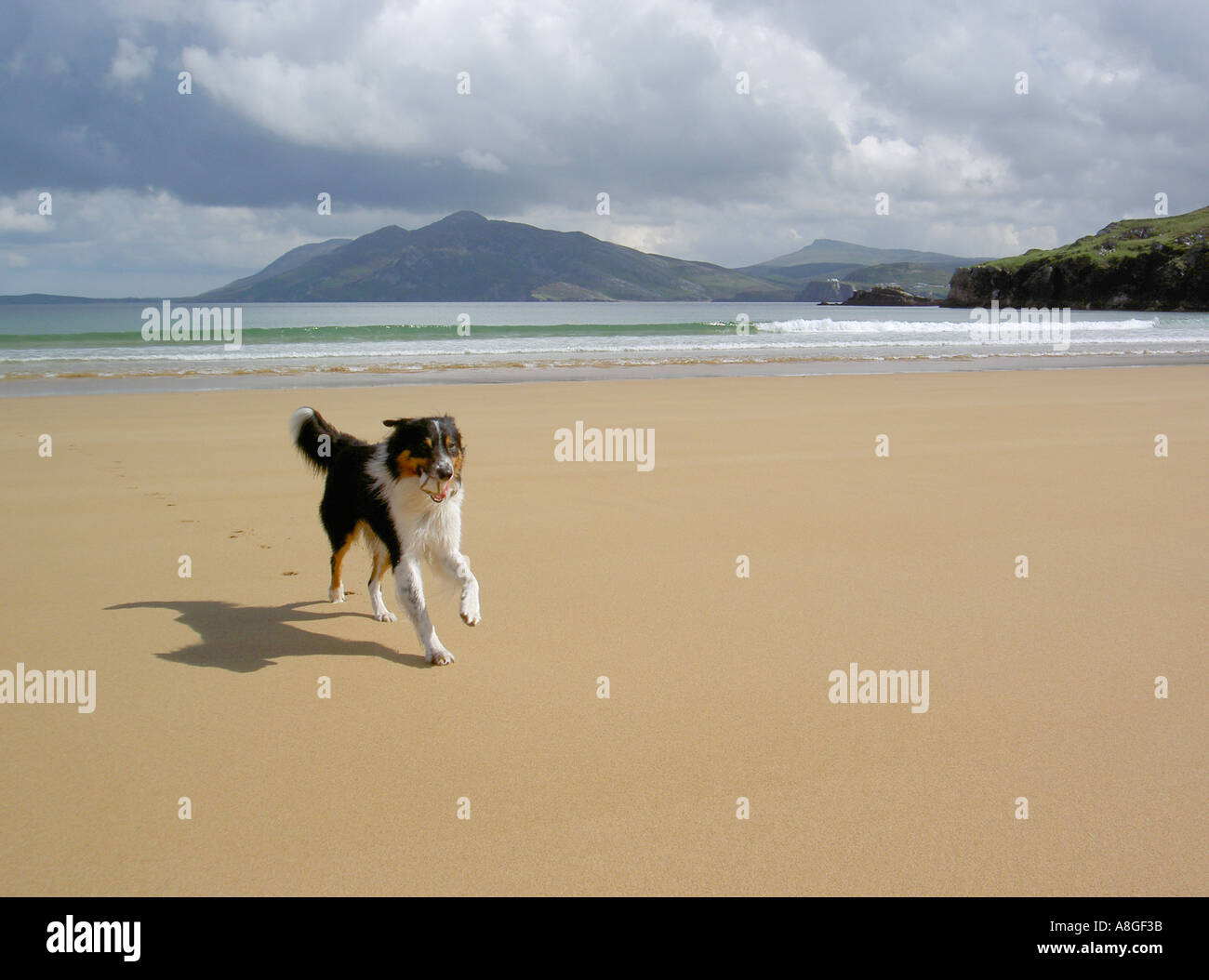 Border collie pecora che corre con la palla in bocca sulla deserta spiaggia di Ballymacstocker a Fanad Head, Contea di Donegal, Irlanda Foto Stock