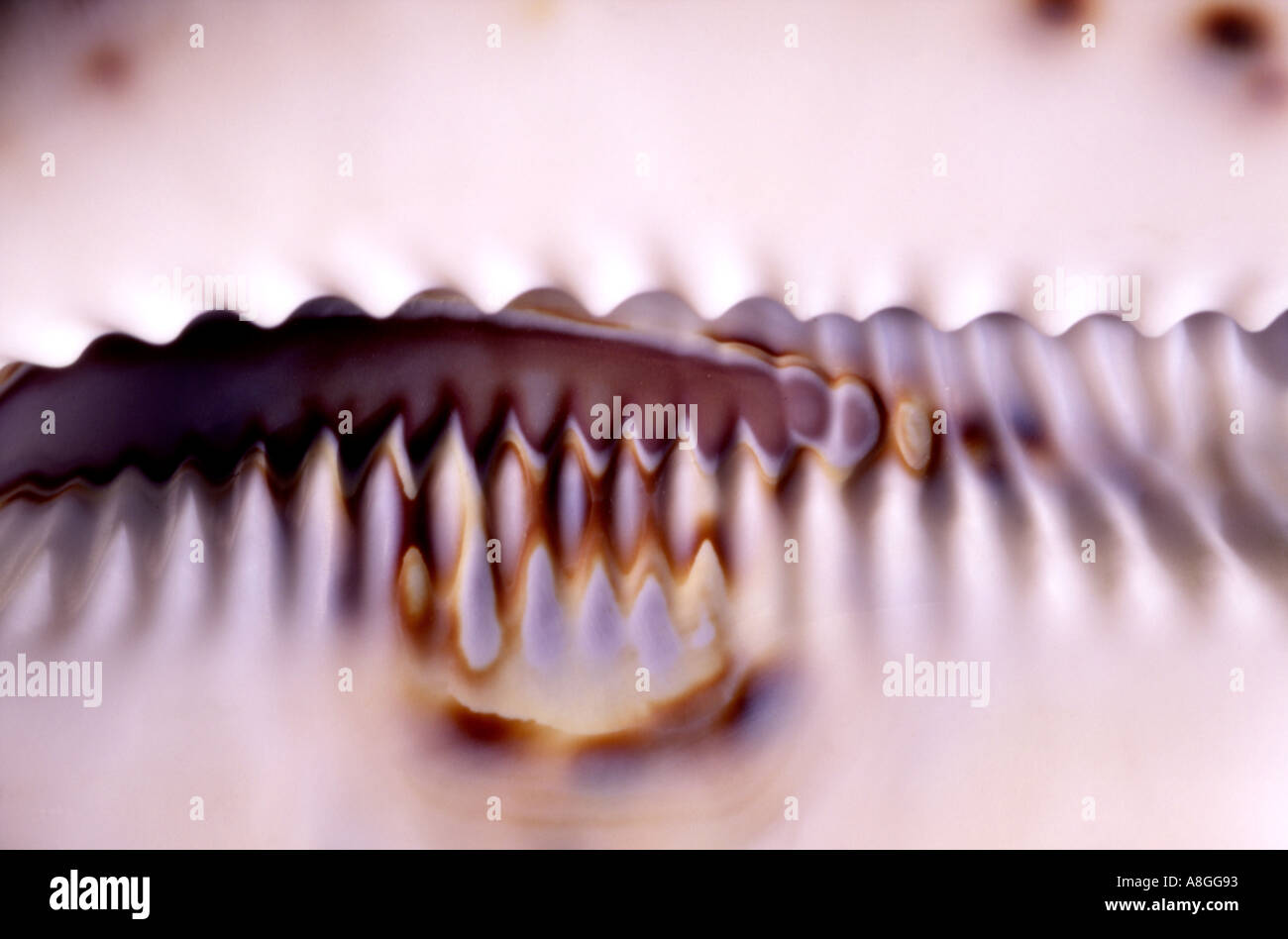 Australian conchiglia dei molluschi di macro astratto colpo di apertura della shell Foto Stock