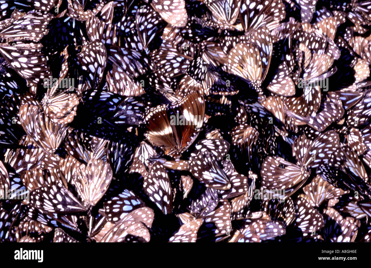 Un astratto della tigre blu Butterfly Tirumala hamata ali Australia Foto Stock