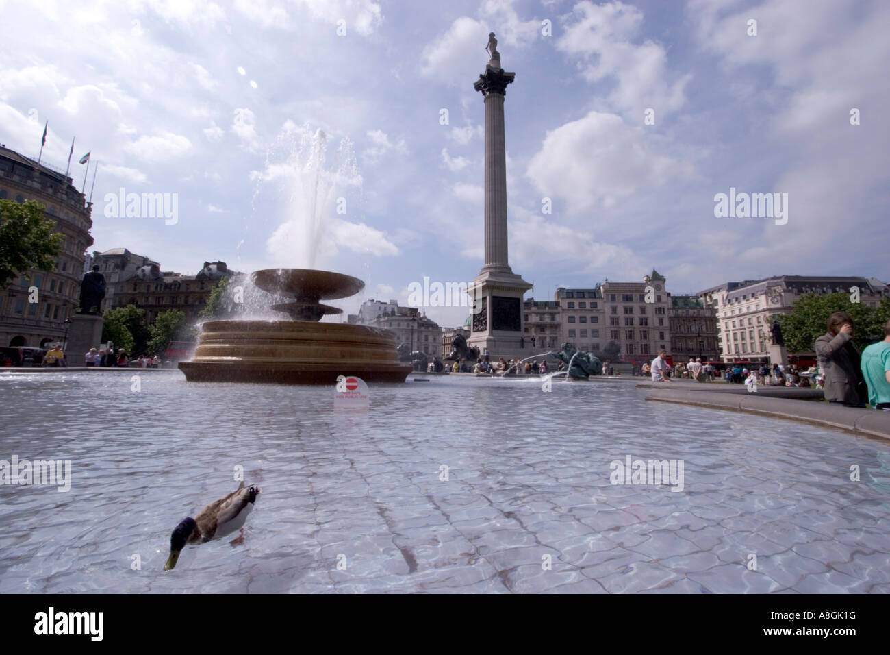 Anatra all'acqua potabile dalla fontana di Trafalgar Square con colonna di Nelsons Foto Stock