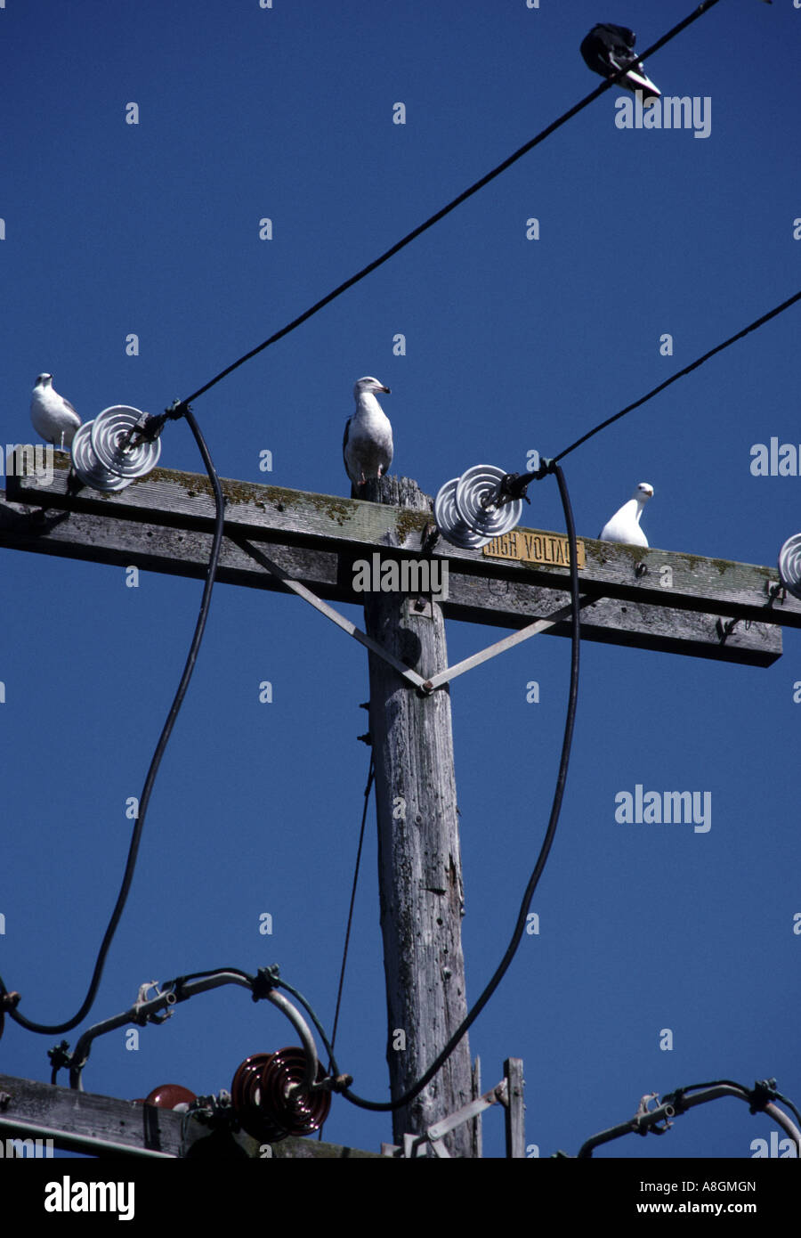 I gabbiani appollaiato sulla cima di una alta tensione polo di alimentazione in San Francisco California Foto Stock