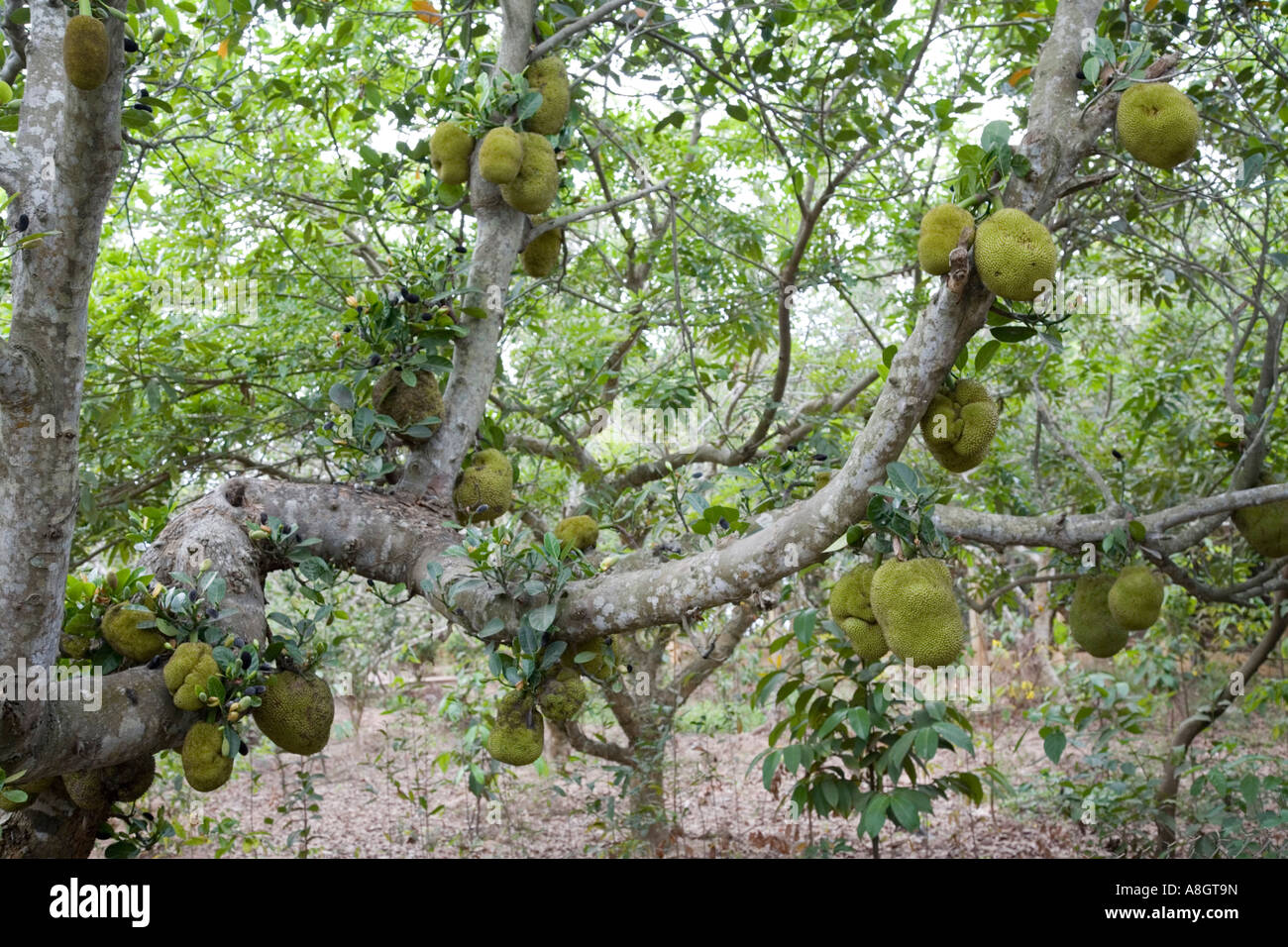 Struttura jackfruit, Artocarpus Heterophyllus, Vietnam Foto Stock