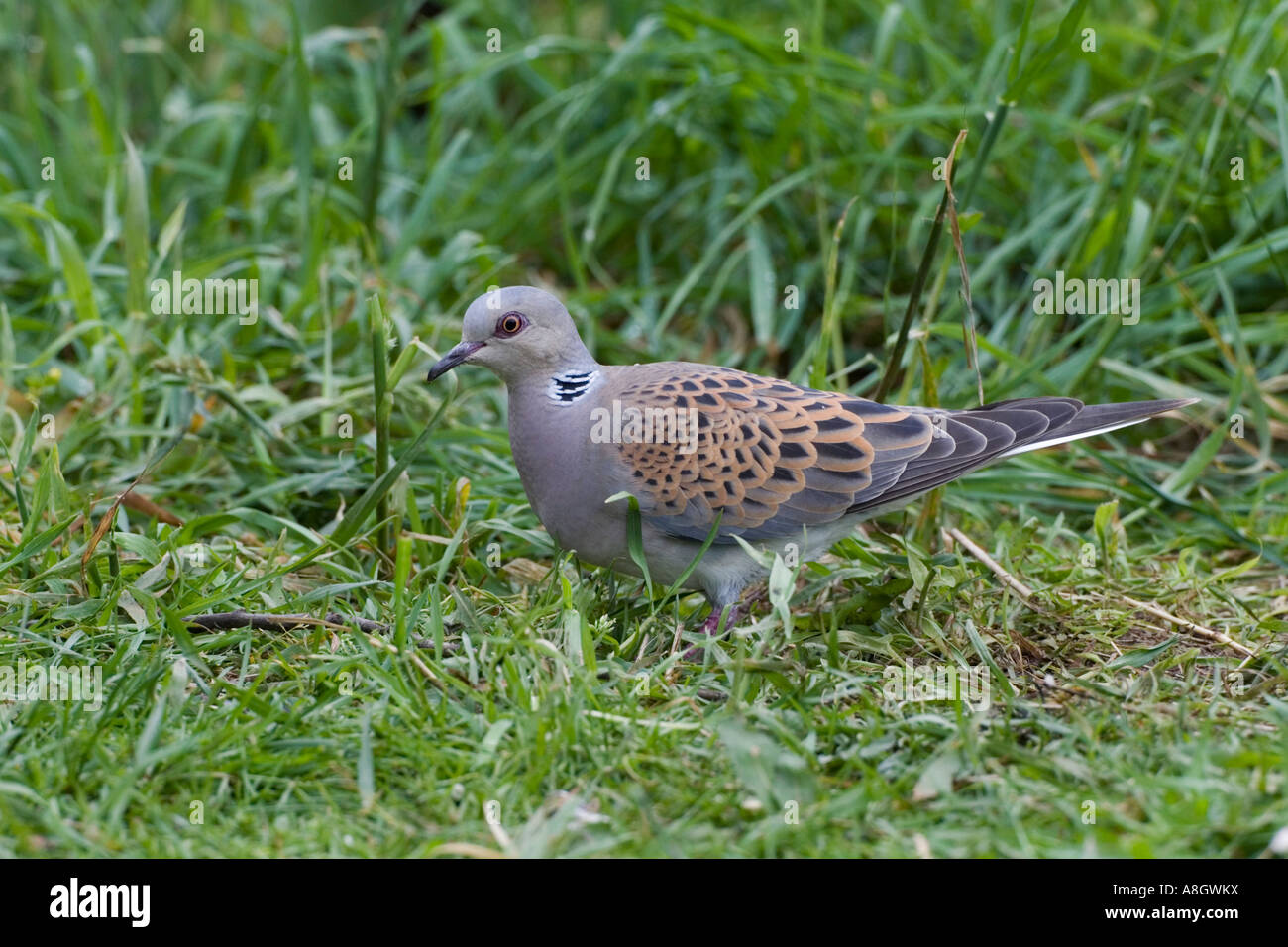 La Tortora Streptopelia turtur in cerca di cibo in erba ruvida terra potton bedfordshire Foto Stock