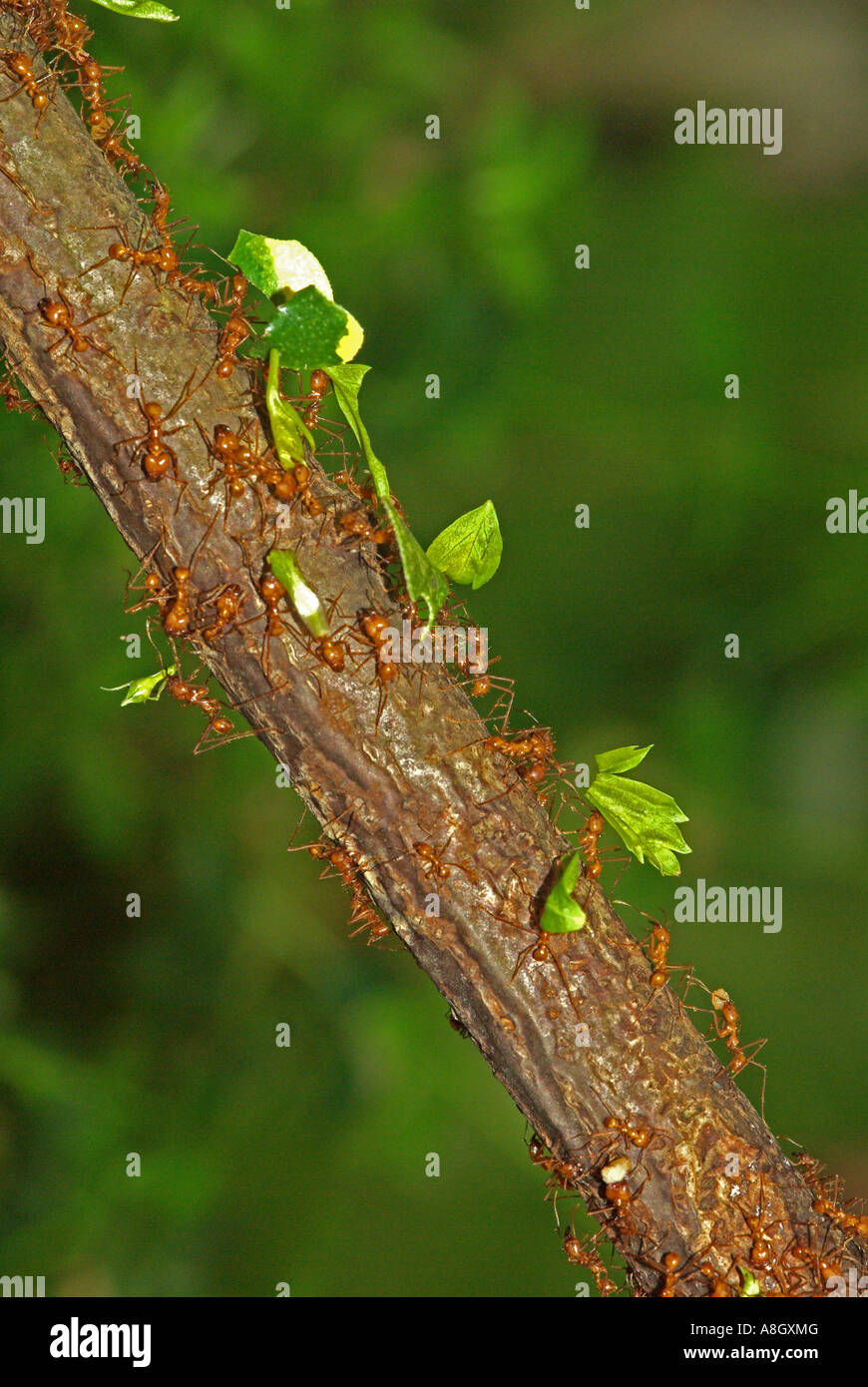 Fresa a foglia formiche, (Atta sp.) che trasportano i frammenti di foglie di ritorno al loro nido. Foto Stock
