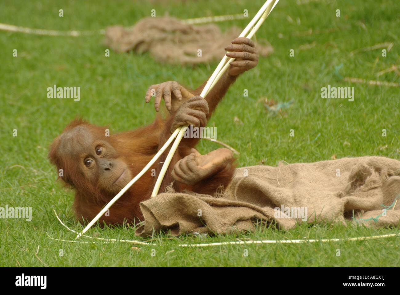 I capretti orango. Pongo pygmaeus. Foto Stock