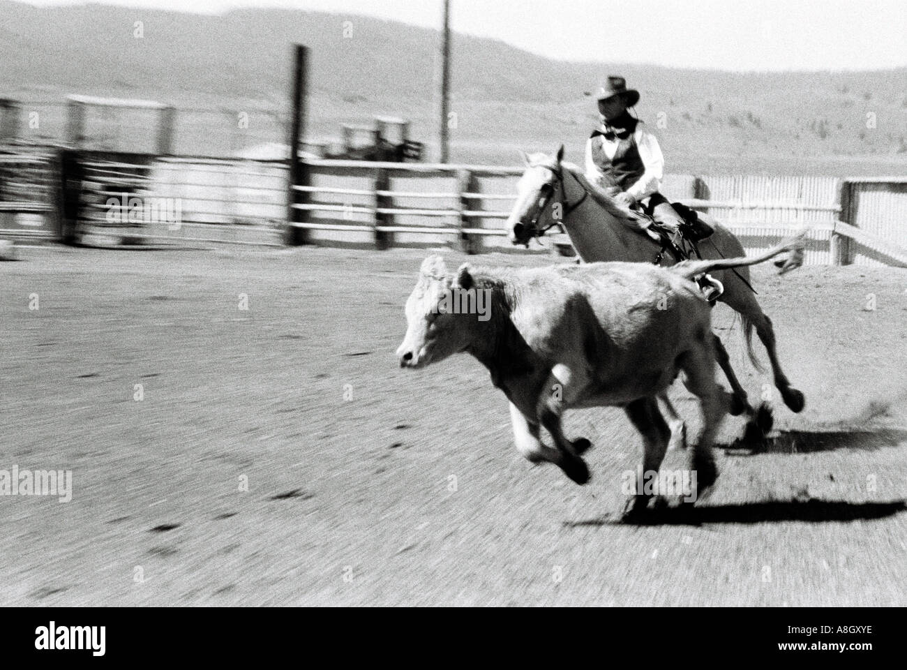 Un cowboy a cavallo di eseguire compiti ranch del taglio di mucche per le procedure mediche su un ranch in Oregon Foto Stock