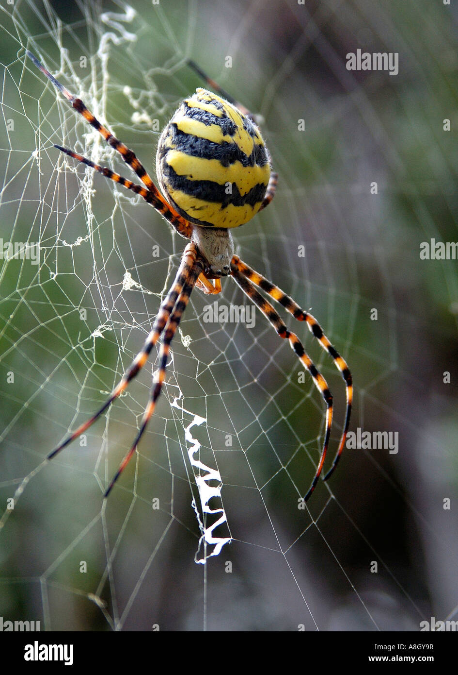 Un Orb spider sul suo web Foto Stock