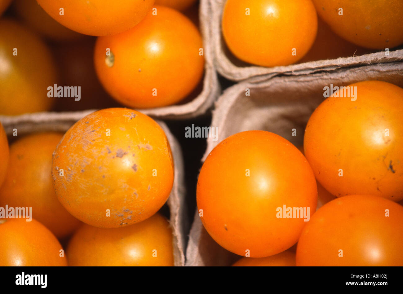 Giallo toms in pinte dal mercato degli agricoltori NYC Foto Stock