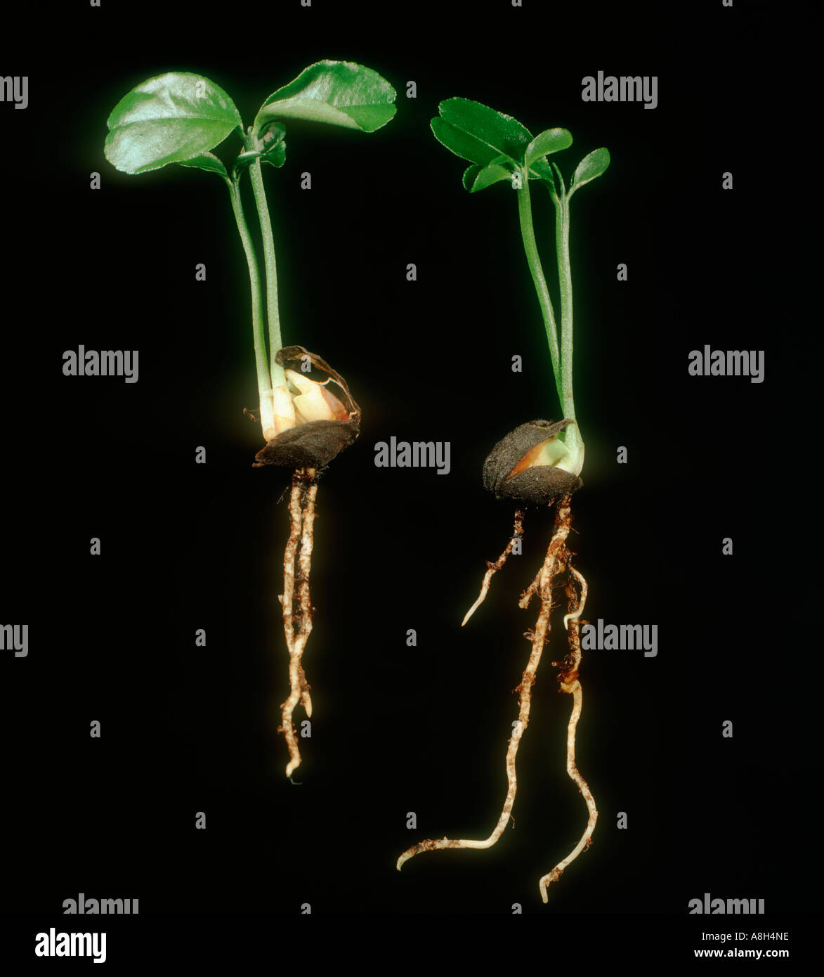Due giovani pianta di arancio poliembrionale ogni seme sviluppa due piante, la biforcazione Foto Stock