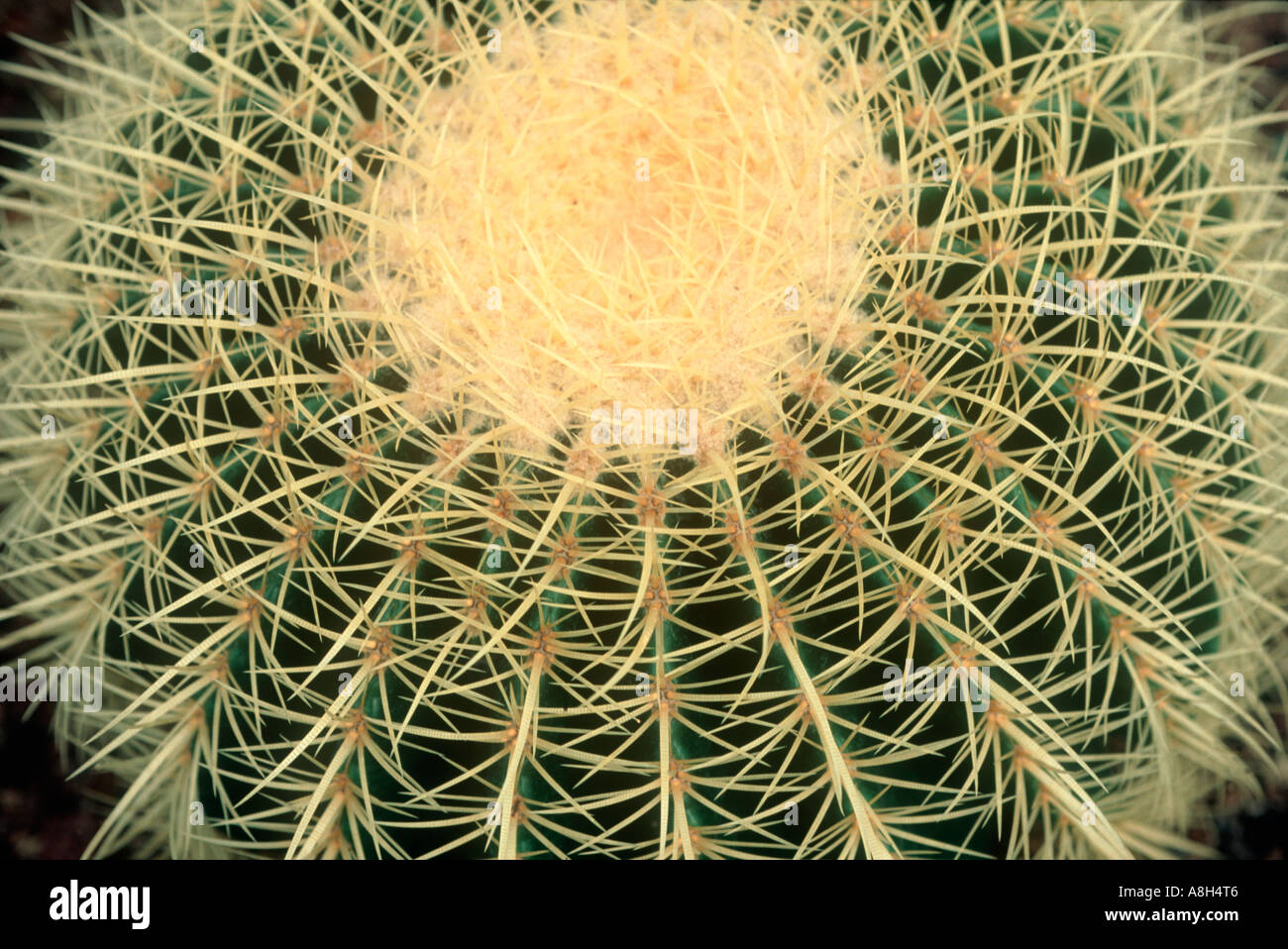 Un cactus ornamentali Echinocactus crusari crescendo in un siciliano giardino pubblico Foto Stock