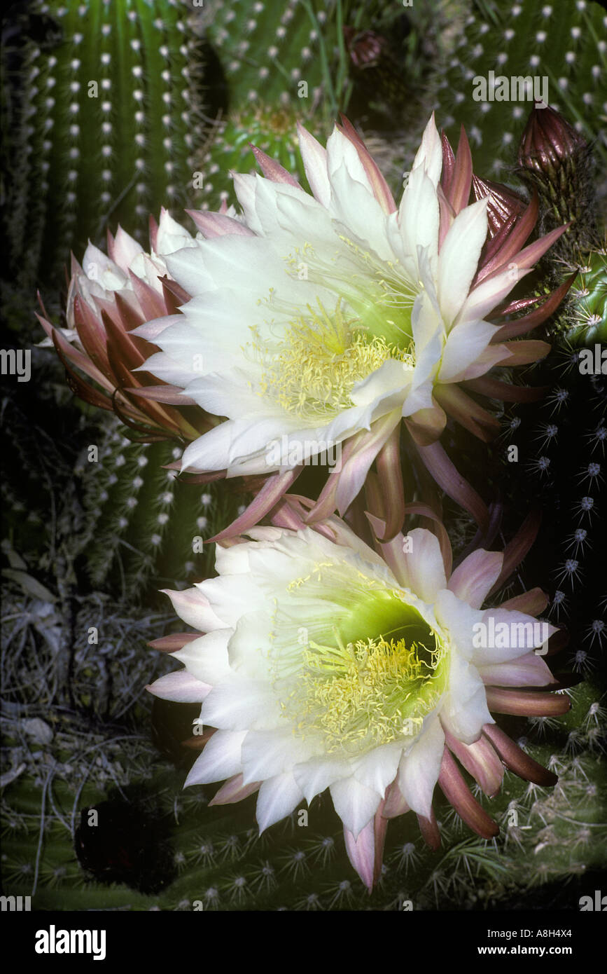 Ephemoral Blossums Cactus Cereus uraguayanus Argentina Foto Stock