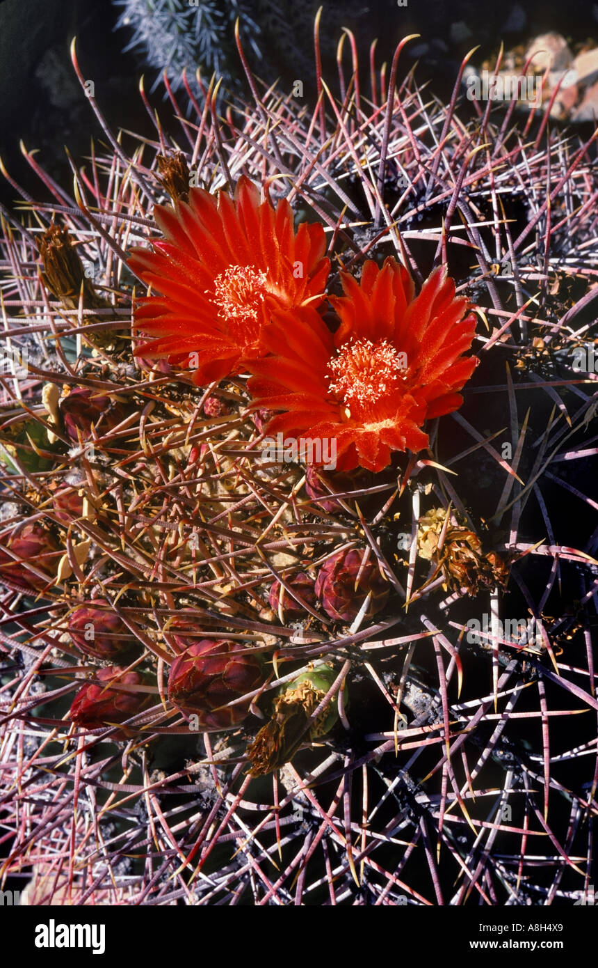 Coville Barrel Cactus Ferocactus covillei Deserto Sonoran Arizona Foto Stock