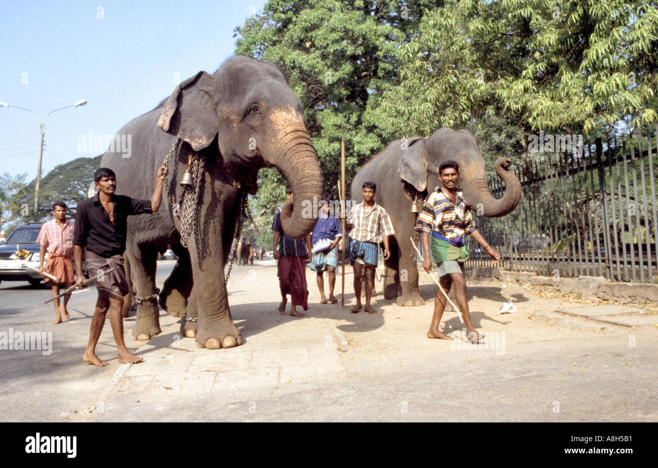 Ottenere pronto per la sfilata di elefanti avvicinando Colombo s Viharamahadevi Park per il festival di febbraio Foto Stock