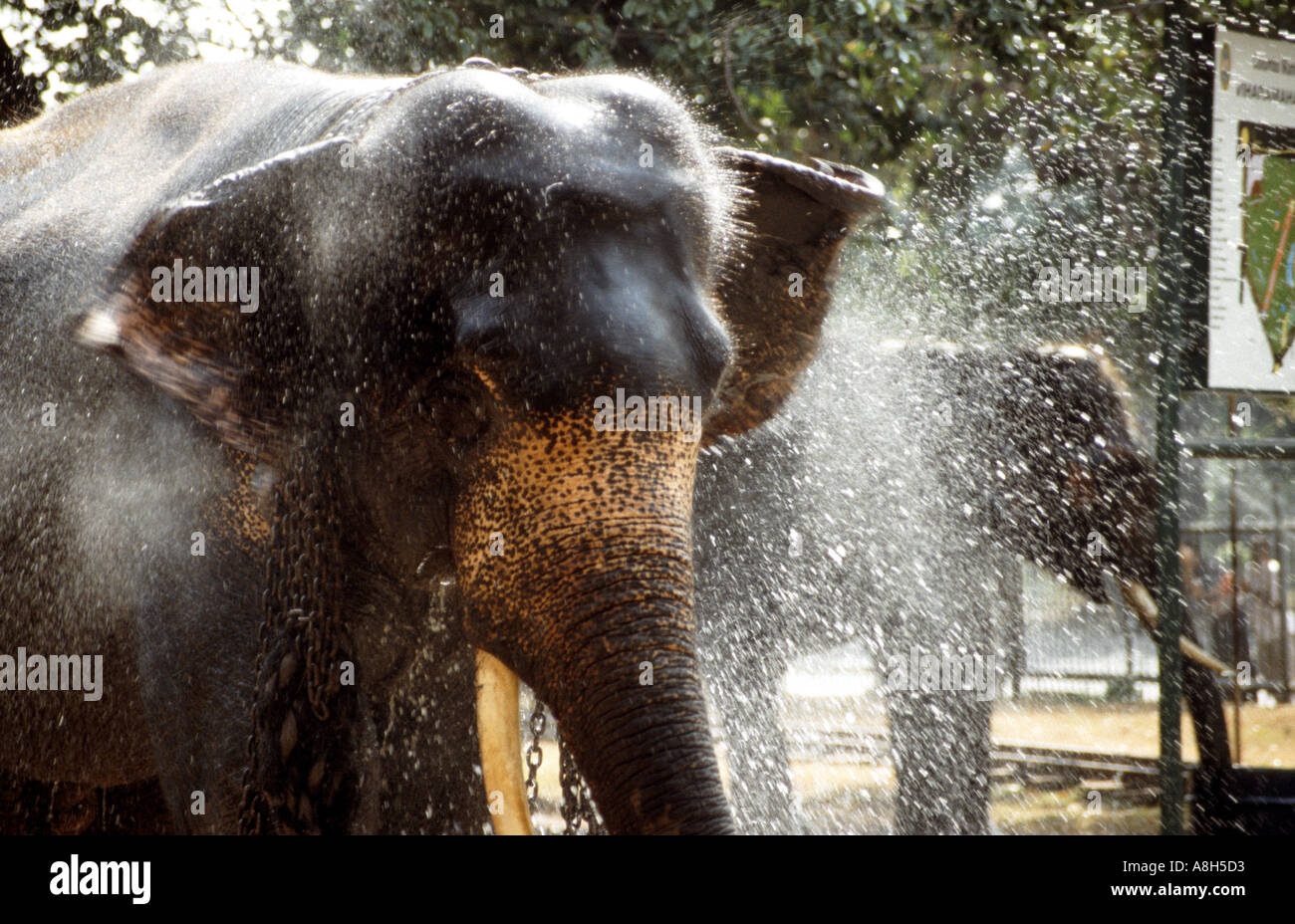 Un elefante gode l'acqua al parco Viharamahadevi davanti al grande festival febbraio sfilata in Colombo Sri Lanka Foto Stock