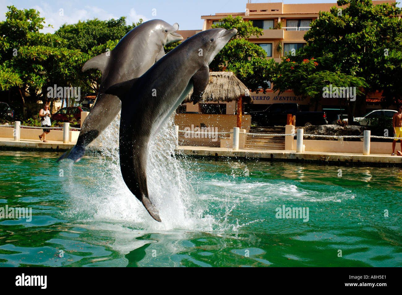 Il Messico e la Riviera Maya, Puerto Aventuras, Dolphin Discovery Foto Stock