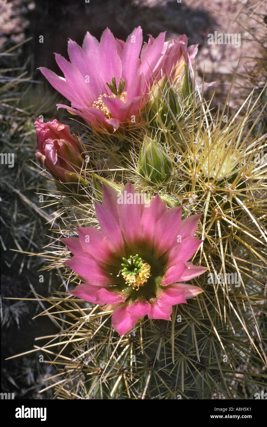 Golden Riccio Cactus in Bloom Echinocereus nicholii Arizona Foto Stock
