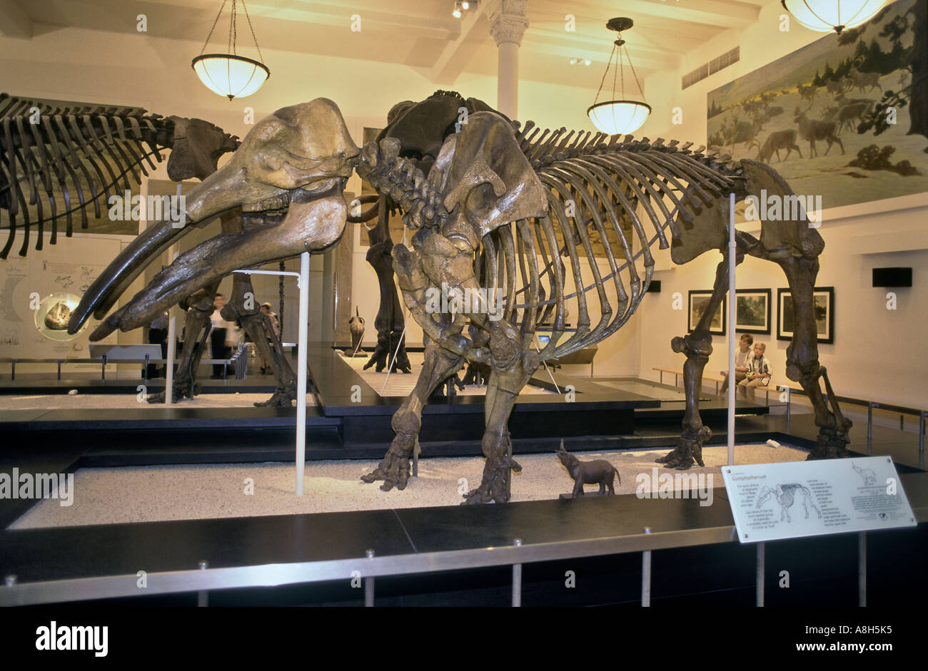 Gomphotherium, antenato dell'Elefante dieci milioni di anni in Texas Foto Stock