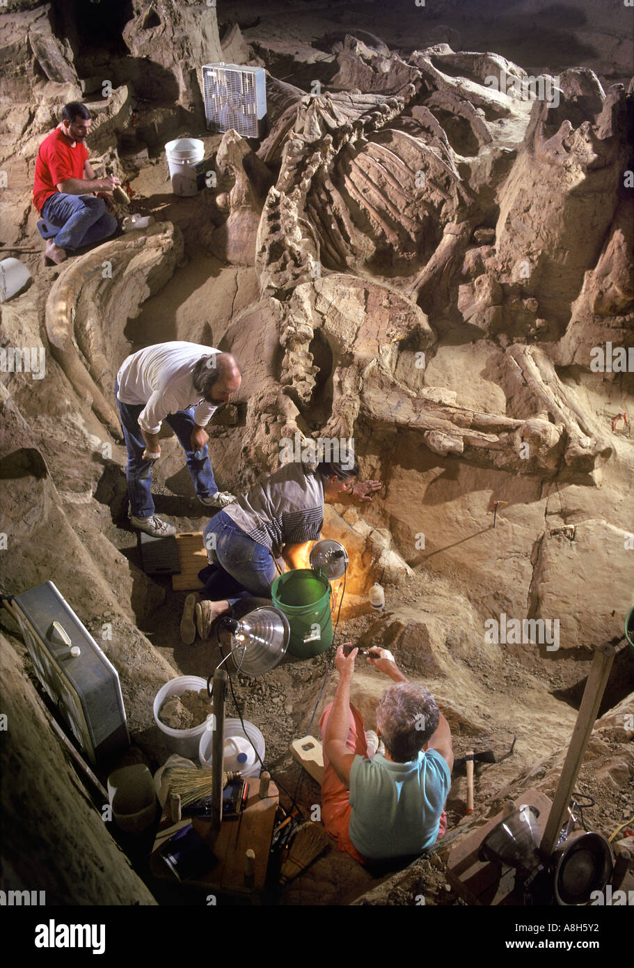 Paleontologi scavare i resti di Mammut colombiano Il Mammoth Site Dakota del Sud Foto Stock
