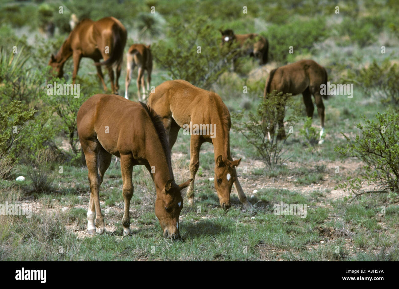 Puledri al pascolo in Texas Foto Stock