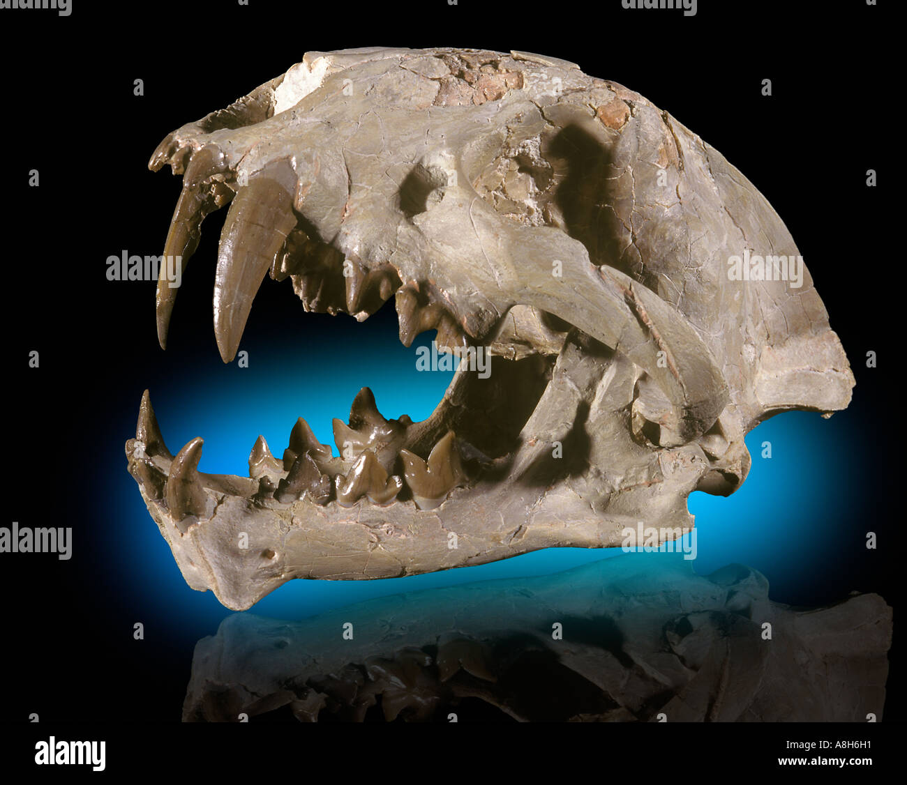 Saber dente Cat cranio Dinictus squalidens Oligocene Dakota del Sud Foto Stock