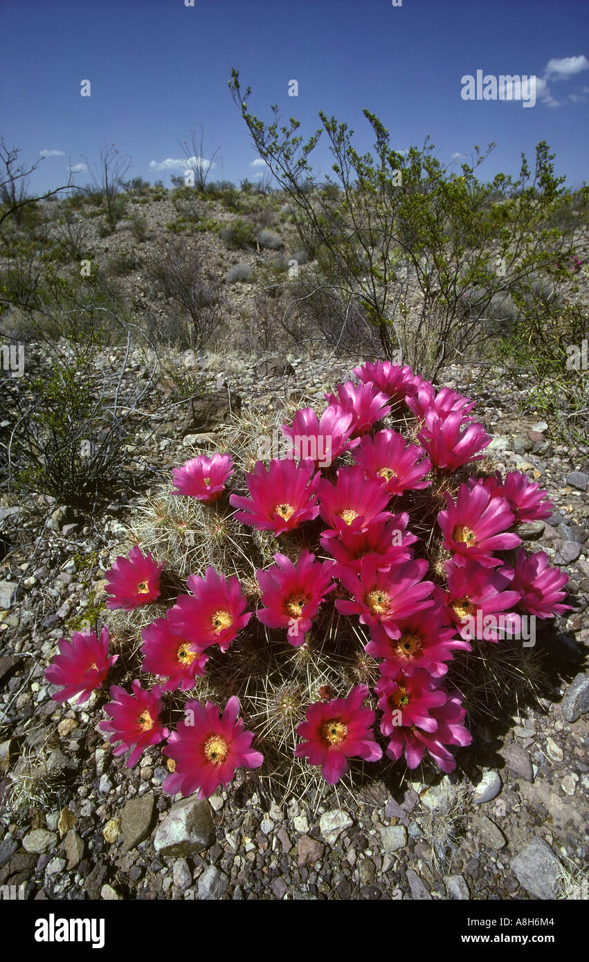 Fragola Riccio Cactus Echinocereus engelmannii in piena fioritura Parco nazionale di Big Bend Texas Foto Stock