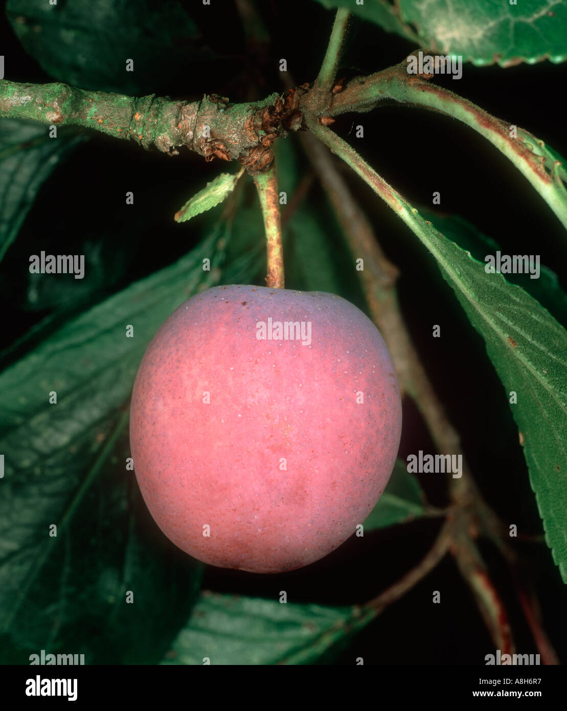 Prugna frutto sulla pianta un esempio di una pietra di frutta o drupa Foto Stock