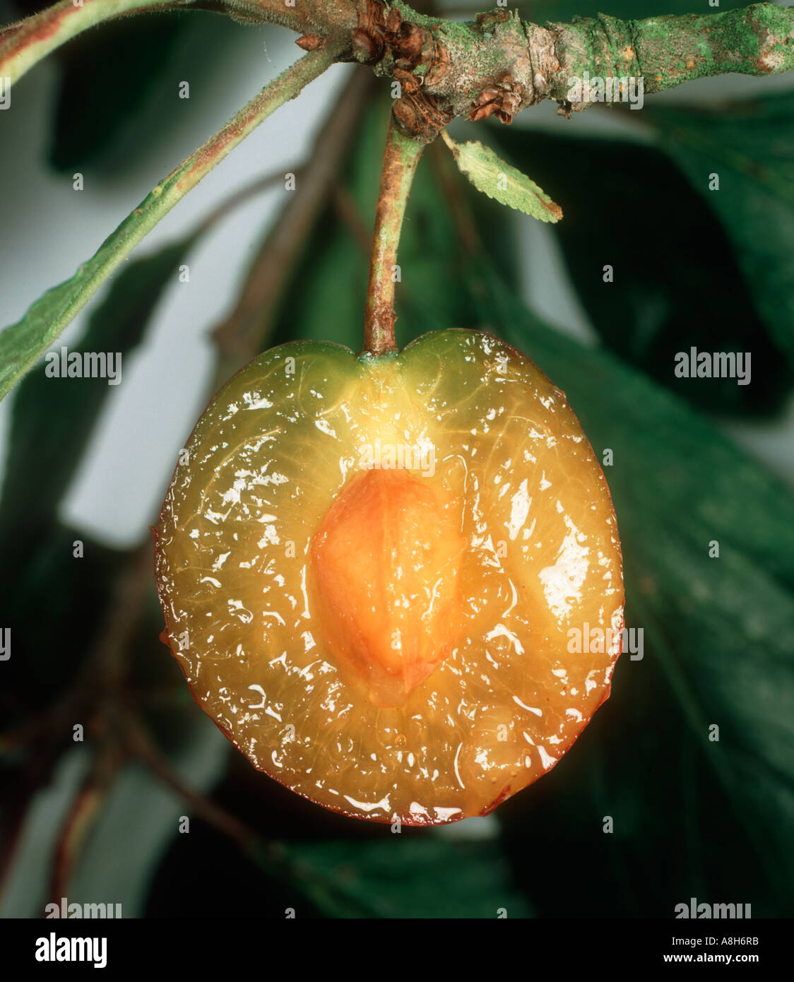 Sezionata prugna frutto che mostra la pietra ma ancora attaccato la struttura ad albero Foto Stock