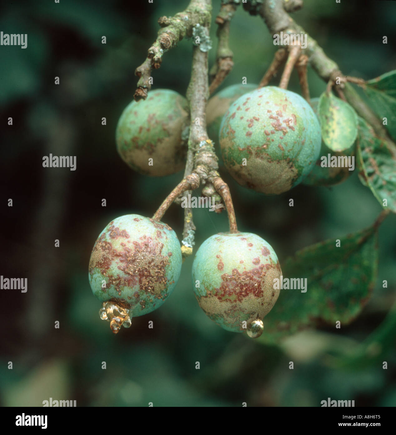 Prugna scab Fusicladum carpophilum frutti infetti e trasudato gum Foto Stock