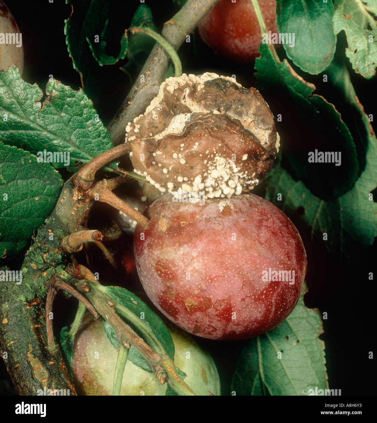 Marciume Bruno Sclerotinia fructigena su prugna frutto sulla struttura ad albero Foto Stock