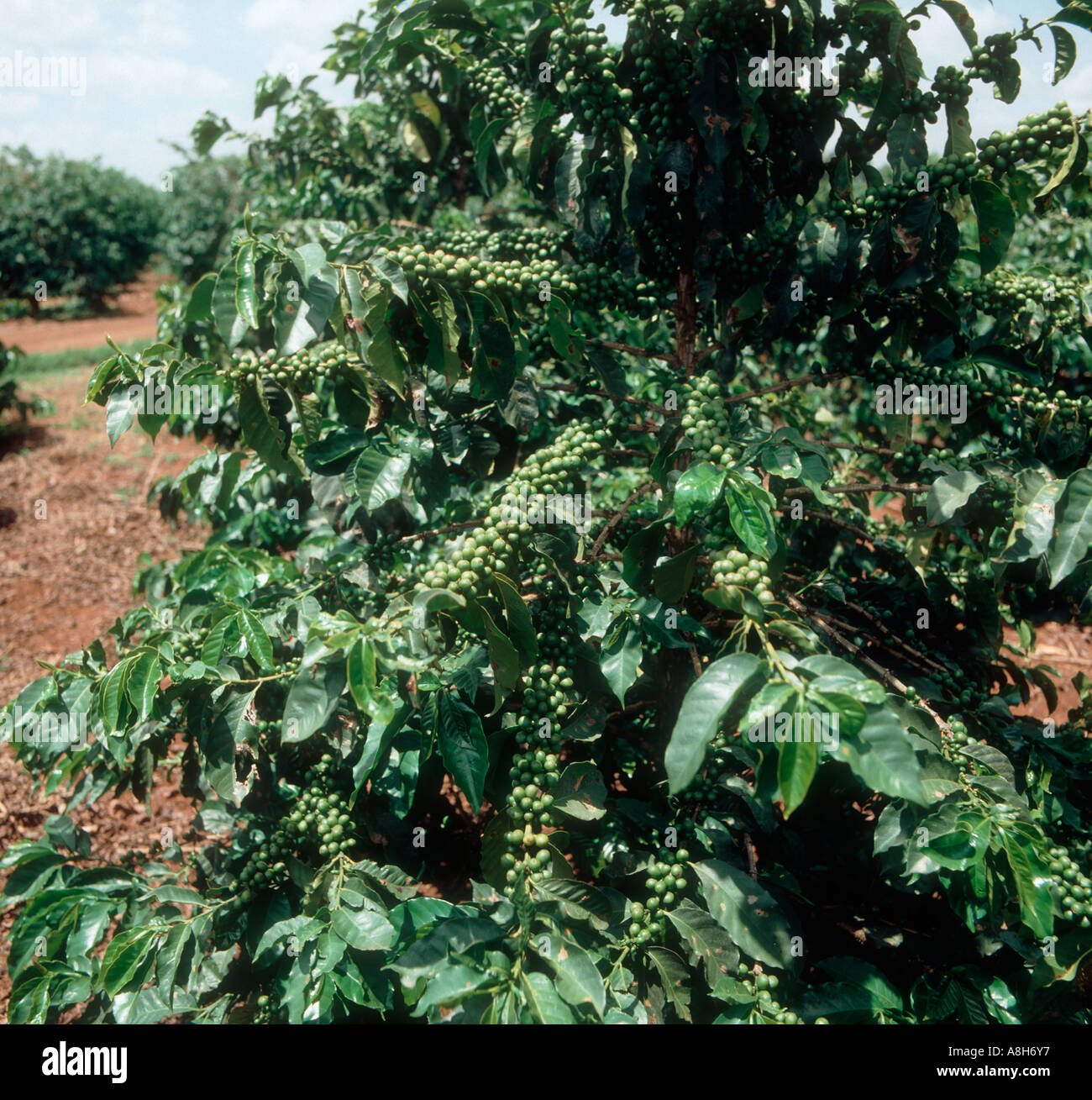 Il caffè Coffea arabica pianta nella bacca verde su una piantagione nei pressi di Nairobi Kenya Foto Stock