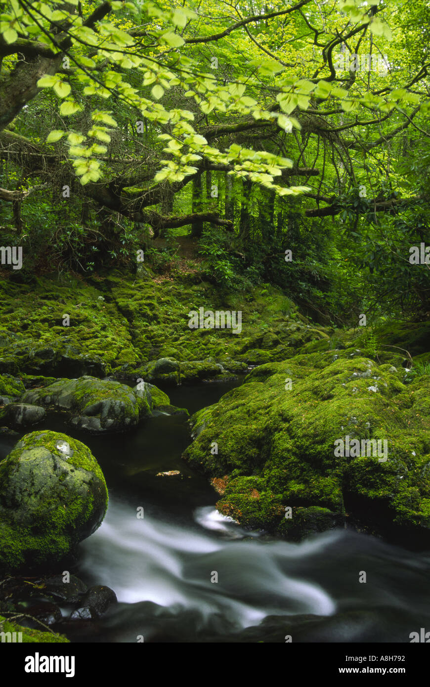 Tollymore Forest Park in Irlanda del Nord nelle isole Britanniche con stream in esecuzione attraverso la vegetazione verde Foto Stock