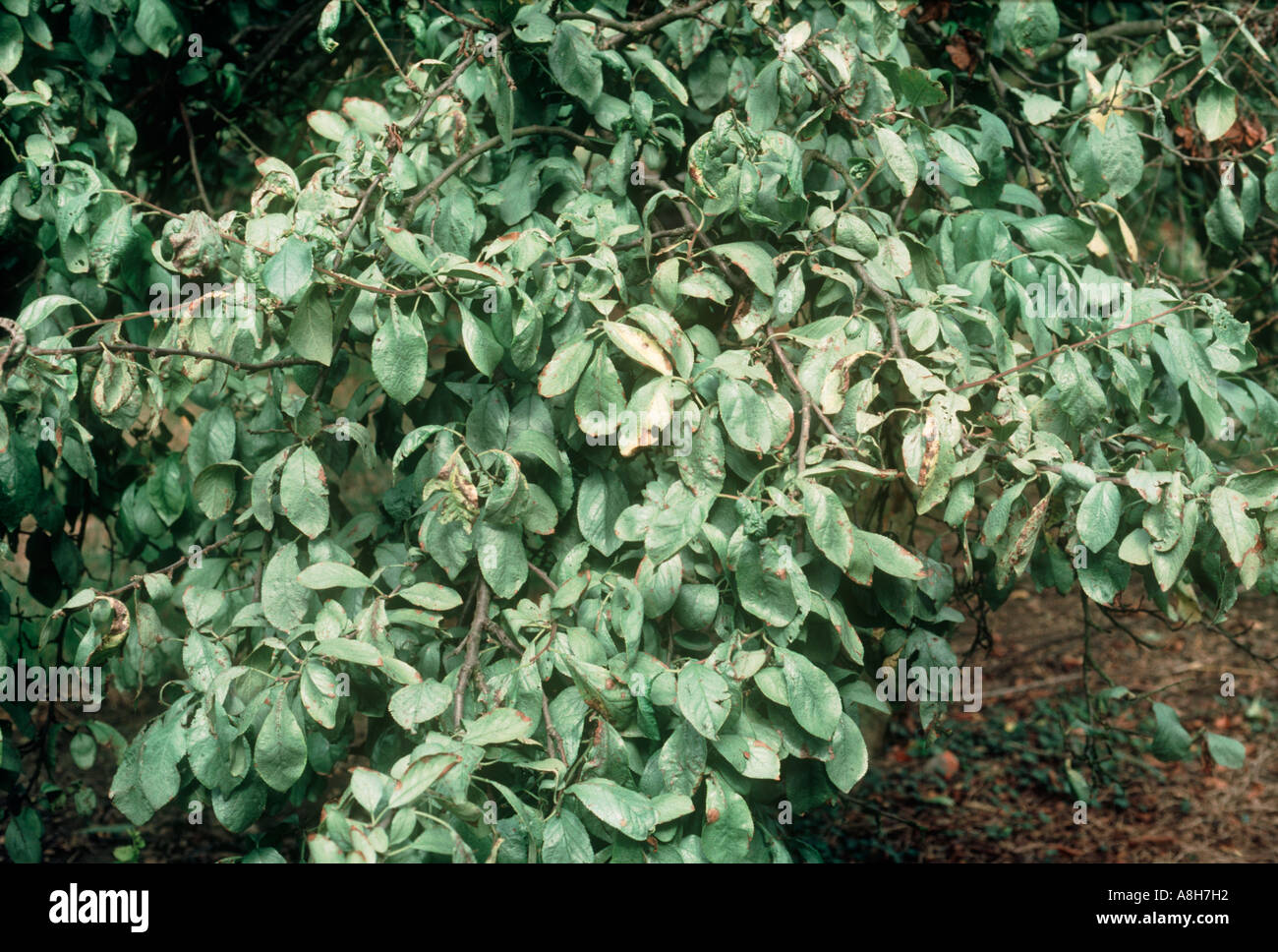 Foglia Argento Chondrostereum purpureum patologica susino e fogliame Foto Stock