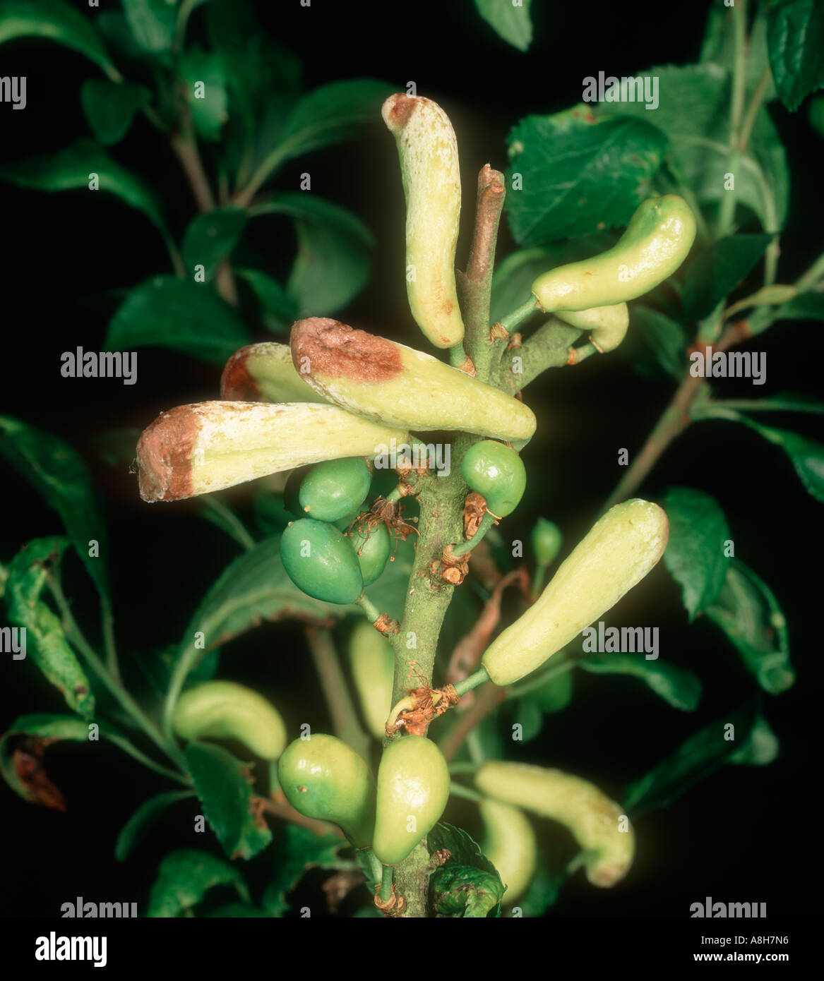 Prugna frutti distorta da pocket prugna Taphrina pruni Foto Stock