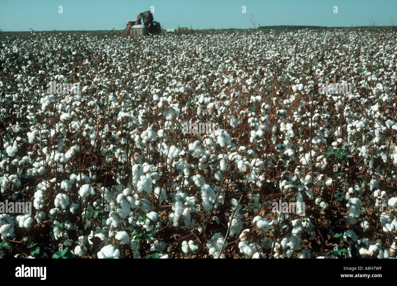 Vista di defogliati il cotone raccolto con bolls aperto al momento del raccolto Foto Stock