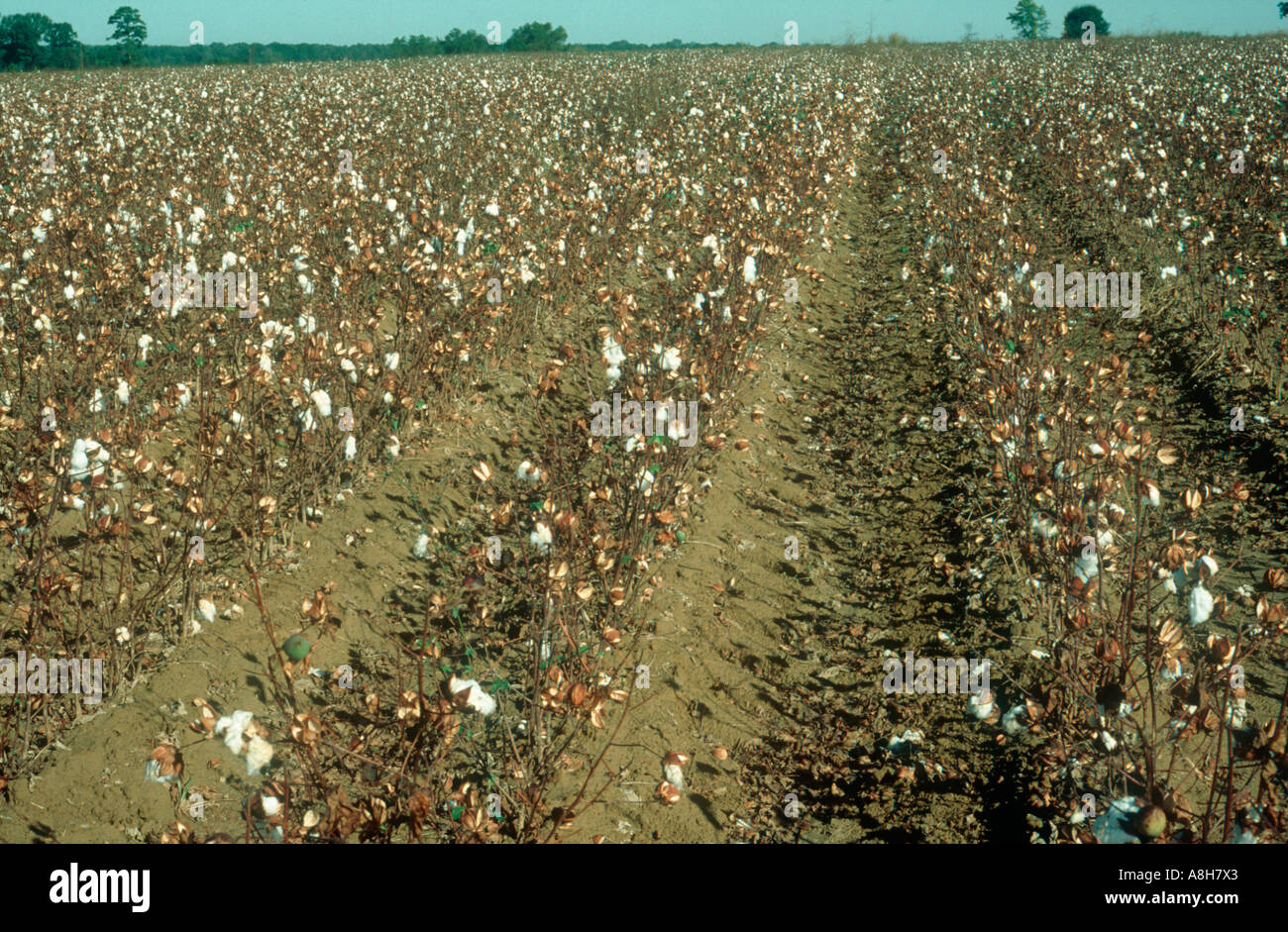 Vista di un raccolto di cotone gravemente colpite dalla siccità Mississipi USA Foto Stock