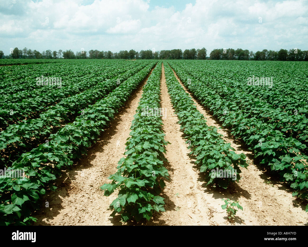 A medio termine il raccolto di cotone Arkansas USA Foto Stock