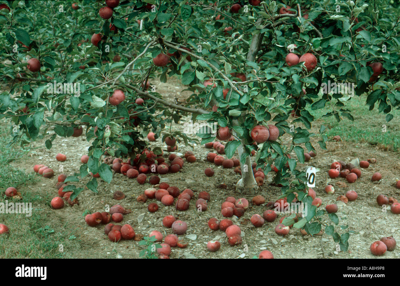 Manna mele intorno alla base di un piccolo USA Foto Stock