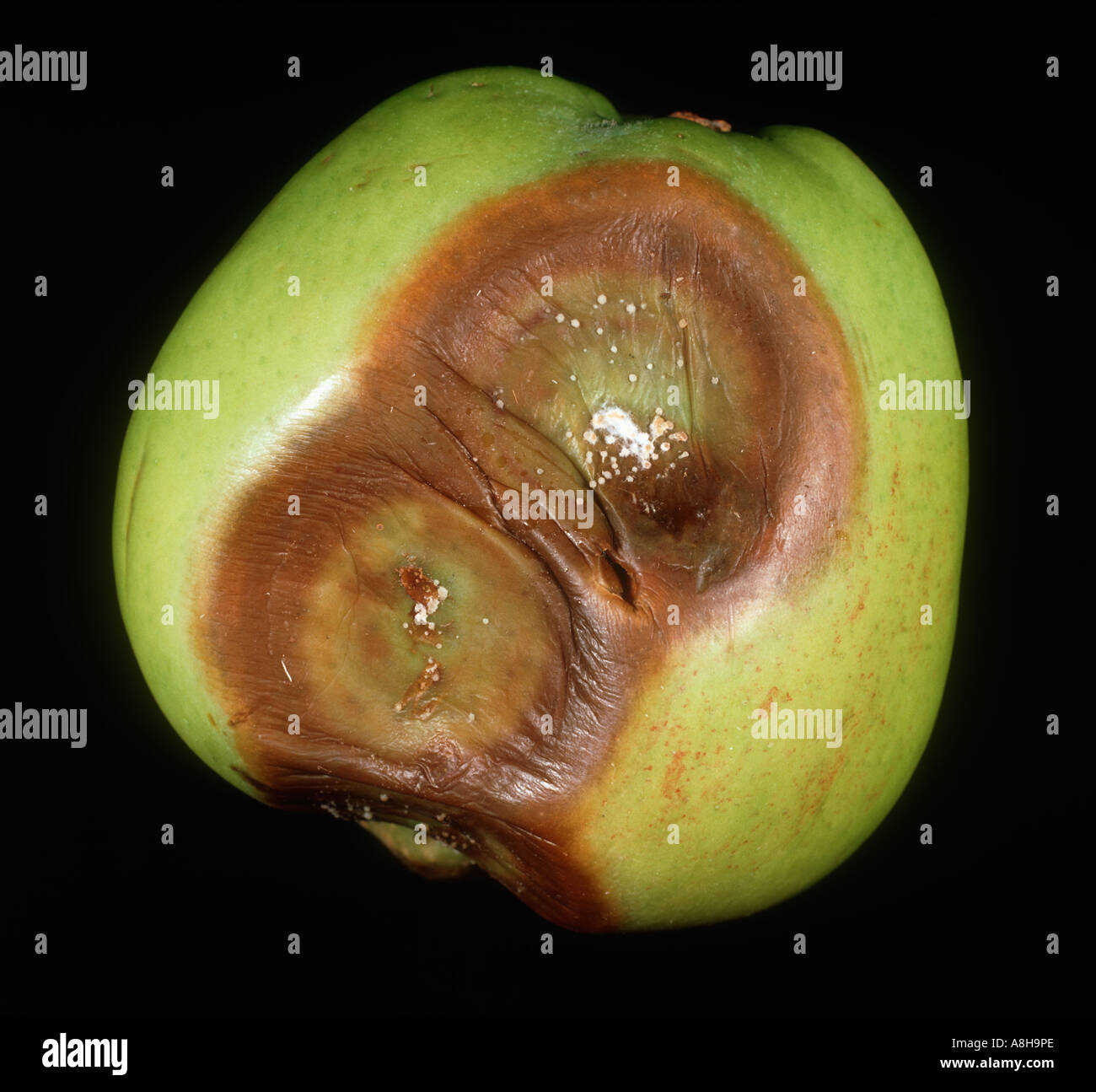 Bitter rot Glomerella cingulata lesioni sul Bramley apple Foto Stock