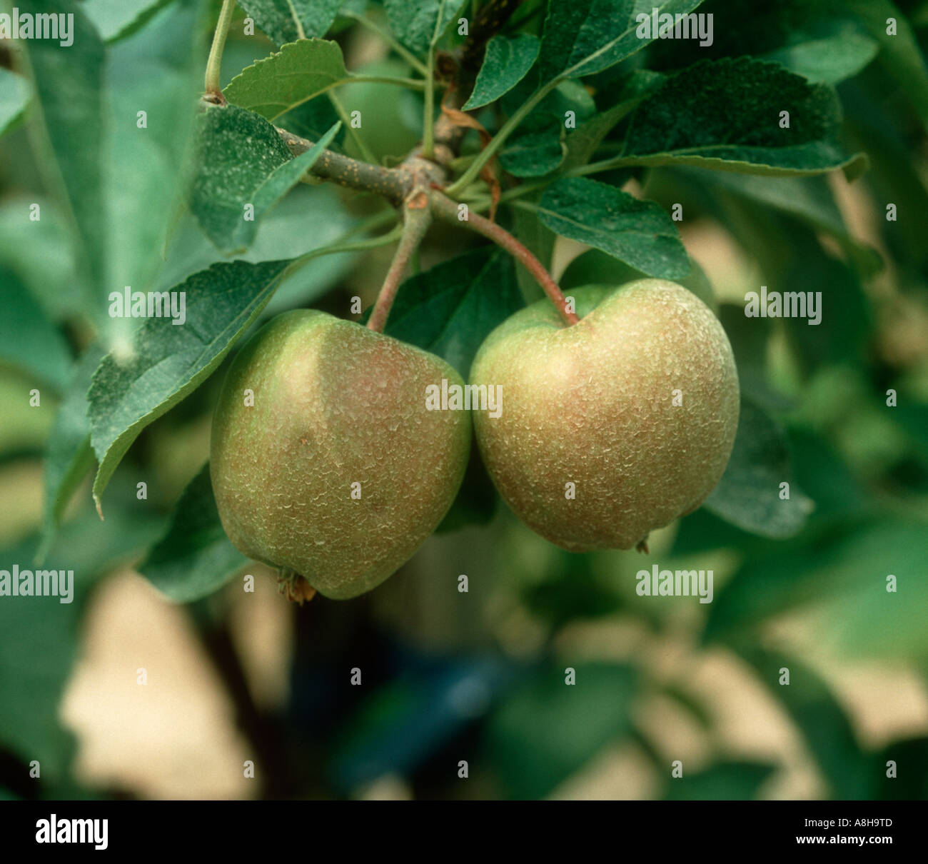Spray antiparassitario deposito sulla maturazione di frutta apple Foto Stock
