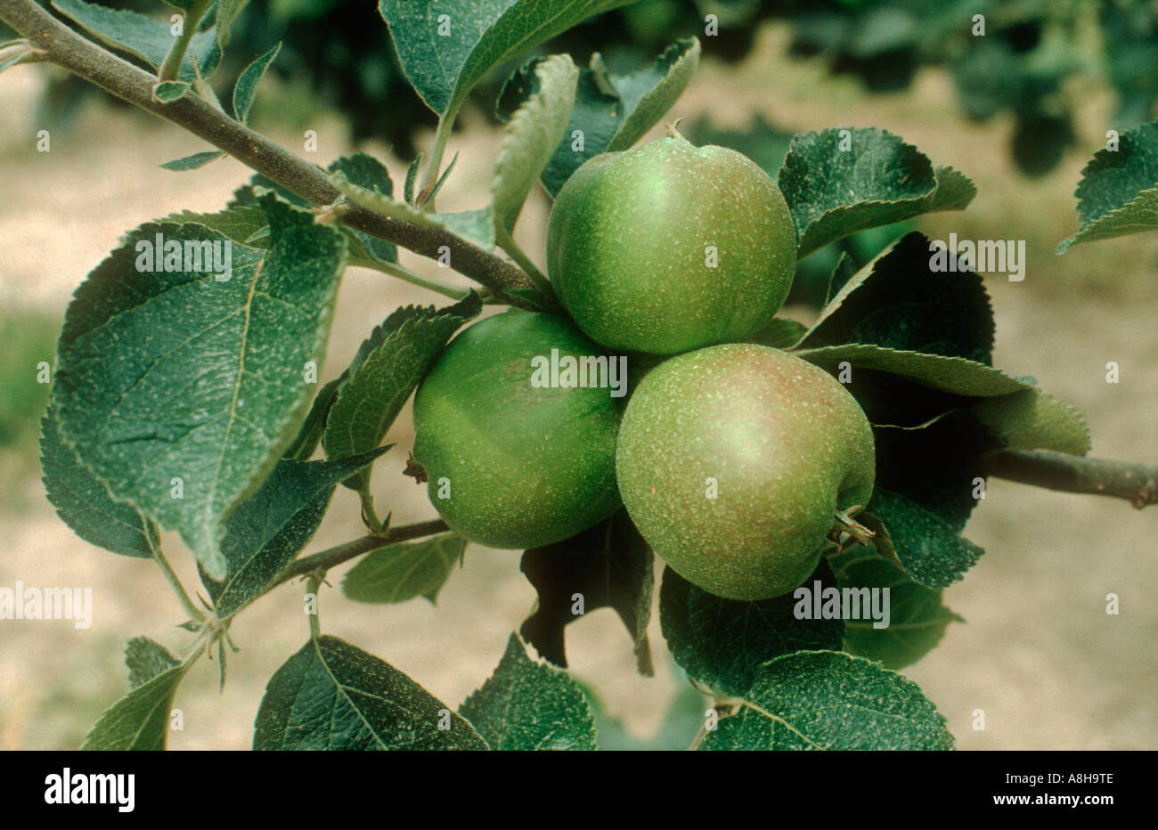 Deposito a spruzzo da un insetticida o fungicida spray sulla maturazione di frutta di Apple lascia Foto Stock