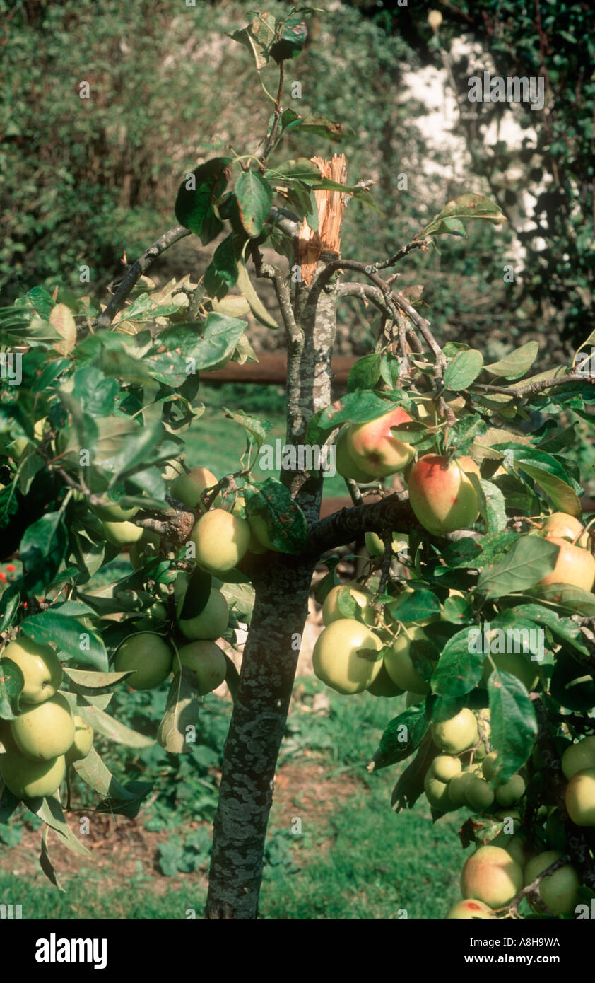 Piccolo albero di mele tronco principale rotto con elevato peso di frutta Foto Stock