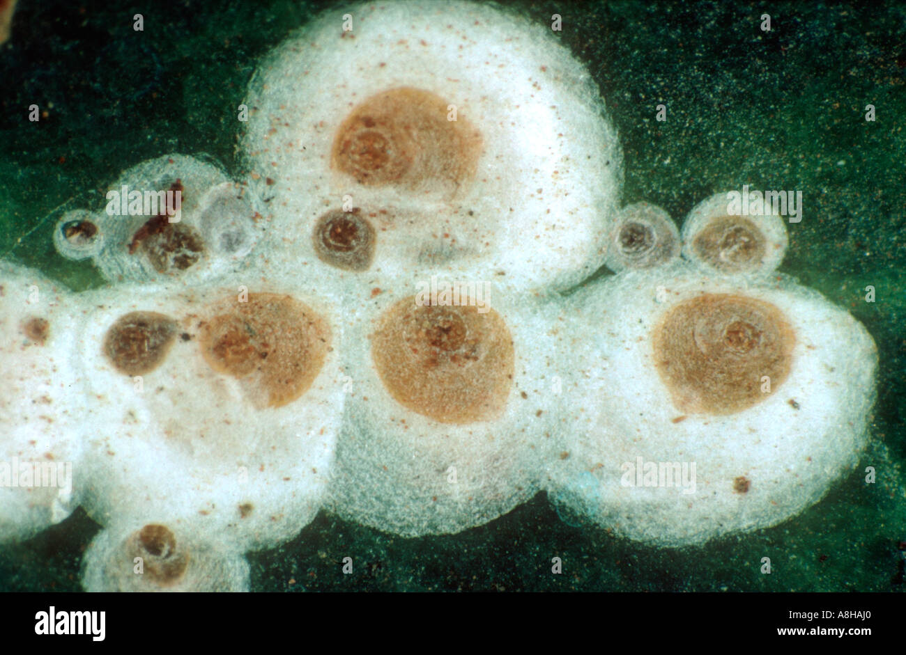 Uovo fritto insetto scala Aspidiotus spp infestazione sulla foglia di caffè Foto Stock