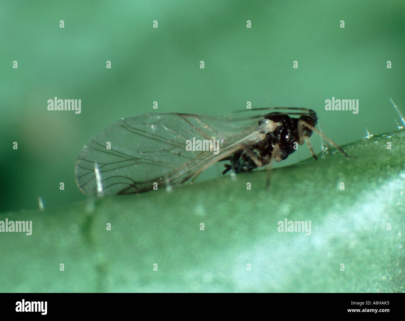 Afide del cotone Aphis gossypii alate adulto alato sulla foglia di cotone Foto Stock