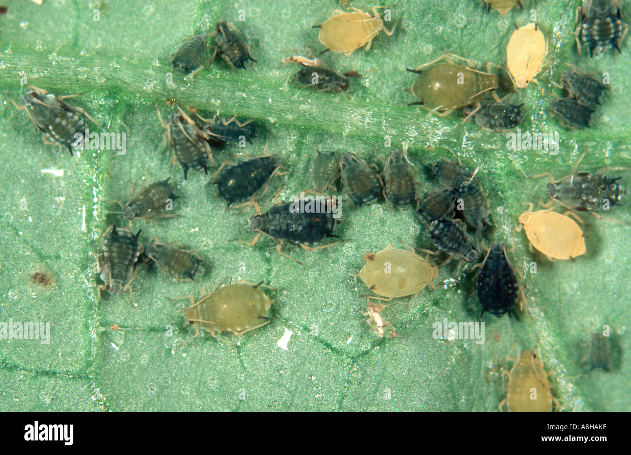 Afide del cotone Aphis gossypii infestazione su una foglia di cetriolo Foto Stock