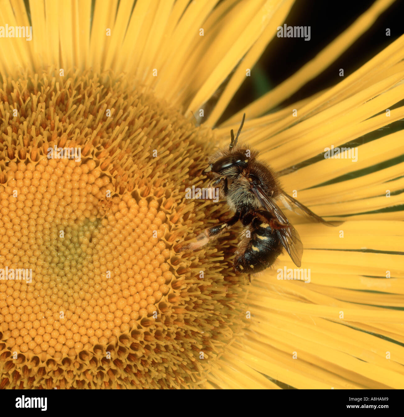 Un'ape Anthidium manicatum alimentando in un Inula hookeri fiore Foto Stock